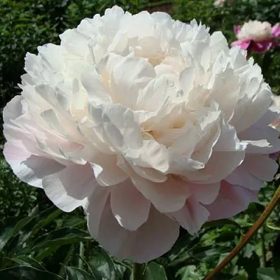 Пион ВОГ травянистый  Пион ВОГ травянистый в Воронеже