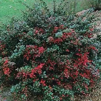 Барбарис РЕД ДЖЕВЕЛ средний   Барбарис РЕД ДЖЕВЕЛ средний  в Воронеже