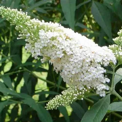 Буддлея давида ВАЙТ ПРОФЬЮЖН  Буддлея давида ВАЙТ ПРОФЬЮЖН в Воронеже