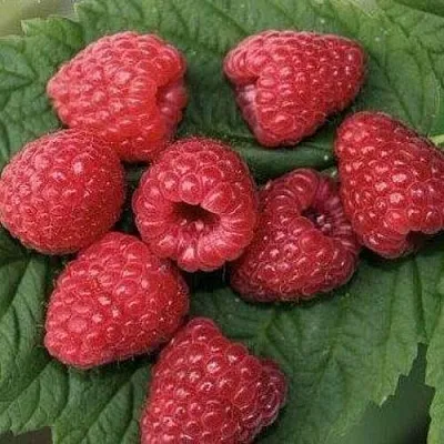 Малина ЗЮГАНА в Воронеже