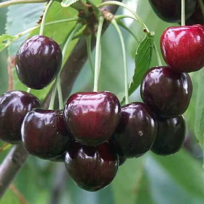 Черешня ЛЮБИМИЦА АСТАХОВА  Черешня ЛЮБИМИЦА АСТАХОВА в Воронеже