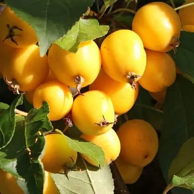 Яблоня ГОЛДЕН ХОРНЕТ декоративная в Воронеже