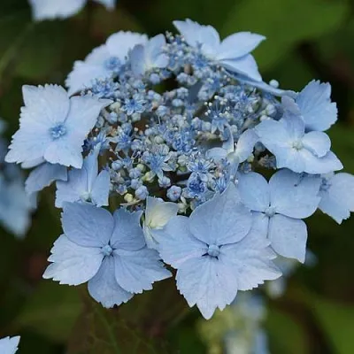 Гортензия БЛЮ ДЕКЛ пильчатая  Гортензия БЛЮ ДЕКЛ пильчатая в Воронеже