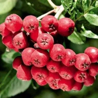 Рябина МОРАВСКАЯ сладкоплодная в Воронеже