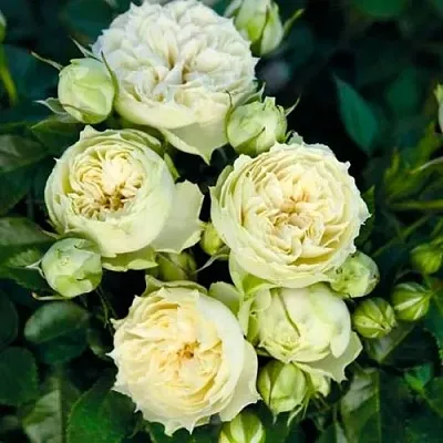 Саженцы роз БЛАНШЕТТ спрей  Саженцы роз БЛАНШЕТТ спрей в Воронеже