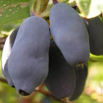 Жимолость съедобная КРУПНОПЛОДНАЯ в Воронеже