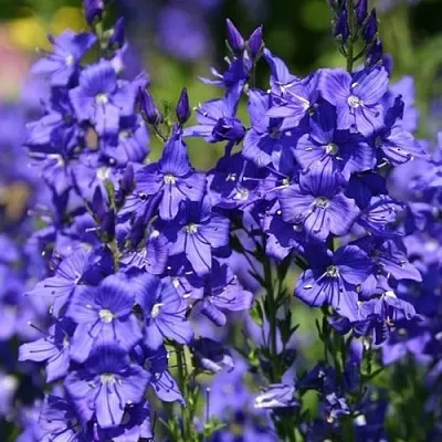 Вероника австрийская  Вероника австрийская в Воронеже