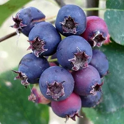 Ирга SLEYT в Воронеже