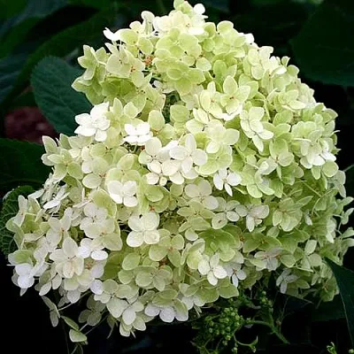 Гортензия СТЕРИЛИС древовидная   Гортензия СТЕРИЛИС древовидная  в Воронеже