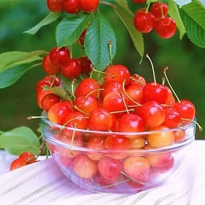 Черешня НАСЛАЖДЕНИЕ  Черешня НАСЛАЖДЕНИЕ в Воронеже