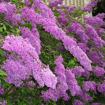 Сирень КИТАЙСКАЯ  Сирень КИТАЙСКАЯ в Воронеже