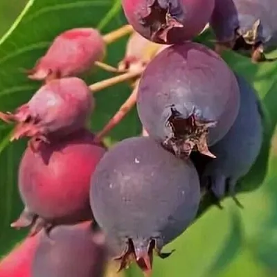 Ирга MANDAN в Воронеже