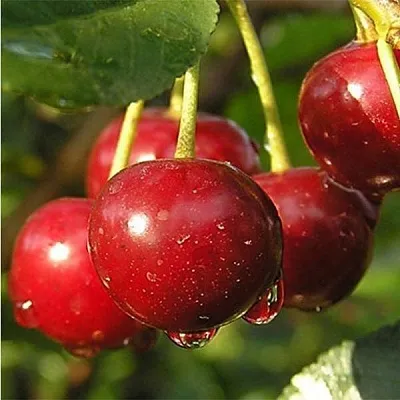 Дюк ПРЕВОСХОДНАЯ ВЕНЬЯМИНОВА в Воронеже