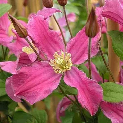 Клематис ИНСПИРЕЙШН ЗОЙН  Клематис ИНСПИРЕЙШН ЗОЙН в Воронеже