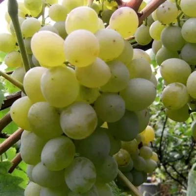 Виноград ТАЛИСМАН в Воронеже