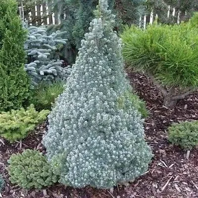 Ель САНДЕРС БЛЮ канадская в Воронеже