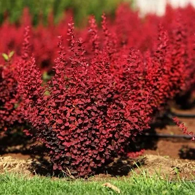 Барбарис ОРАНЖ РОКЕТ тунберга  Барбарис ОРАНЖ РОКЕТ тунберга в Воронеже