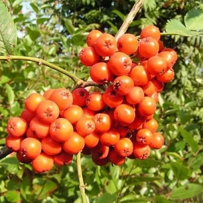 Рябина КОНЦЕНТРА сладкоплодная  Рябина КОНЦЕНТРА сладкоплодная в Воронеже