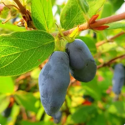 Жимолость съедобная БОРЕАЛ БЛИЗЗАРД (СЕВЕРНАЯ МЕТЕЛЬ) в Воронеже