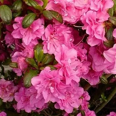 Азалия ПЕТТИКОУТ японская  Азалия ПЕТТИКОУТ японская в Воронеже