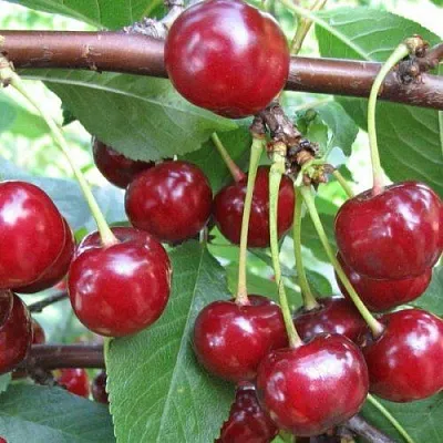 Вишня ТУРГЕНЕВКА  Вишня ТУРГЕНЕВКА в Воронеже