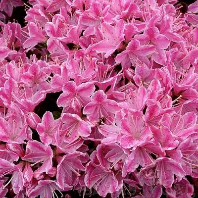 Азалия КЕРМЕСИНА РОУЗ японская  Азалия КЕРМЕСИНА РОУЗ японская в Воронеже