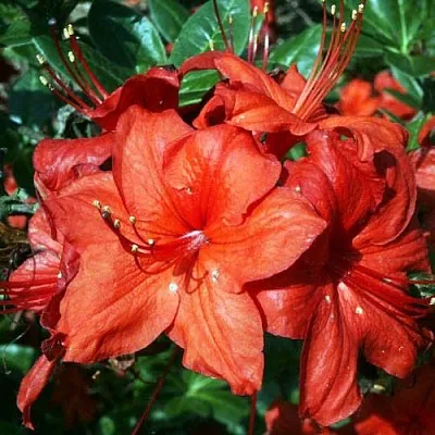 Азалия ДОЛОРОСО листопадная  Азалия ДОЛОРОСО листопадная в Воронеже