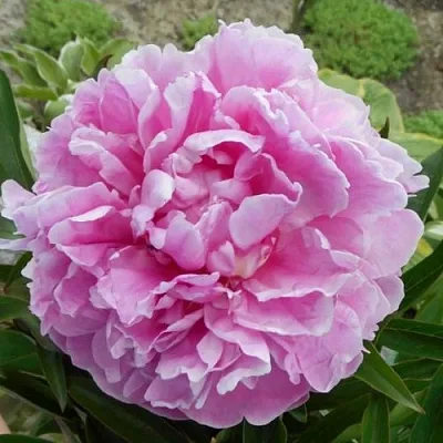 Пион РИМ травянистый  Пион РИМ травянистый в Воронеже