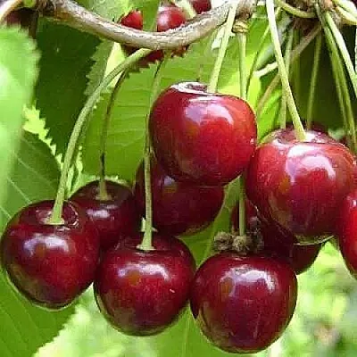 Вишня ХАРИТОНОВСКАЯ  Вишня ХАРИТОНОВСКАЯ в Воронеже