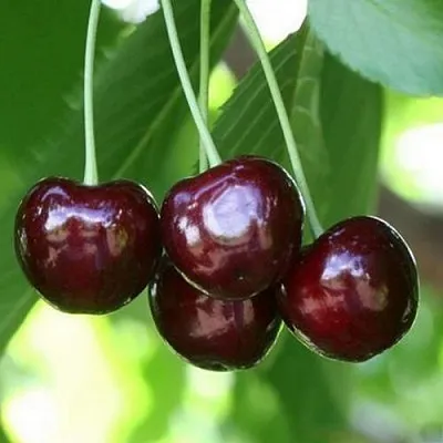 Черешня ЛЕНИНГРАДСКАЯ ЧЁРНАЯ  Черешня ЛЕНИНГРАДСКАЯ ЧЁРНАЯ в Воронеже