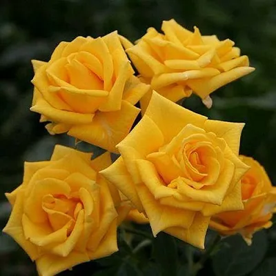 Саженцы роз ШАНИ спрей  Саженцы роз ШАНИ спрей в Воронеже