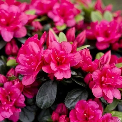 Азалия КАНЗОНЕТТА японская  Азалия КАНЗОНЕТТА японская в Воронеже