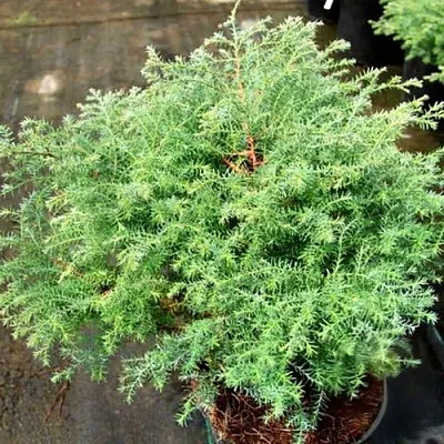 Кипарисовик СКВАРРОЗА горохоплодный  Кипарисовик СКВАРРОЗА горохоплодный в Воронеже