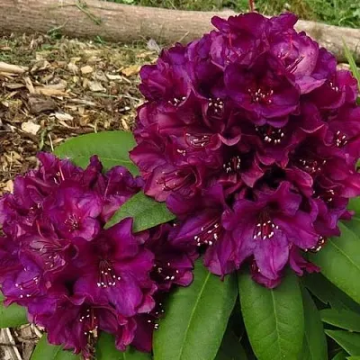 Рододендрон ПОЛАРНАХТ  Рододендрон ПОЛАРНАХТ в Воронеже