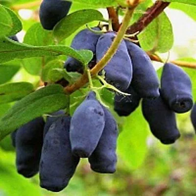 Жимолость съедобная МОСКОВСКАЯ в Воронеже