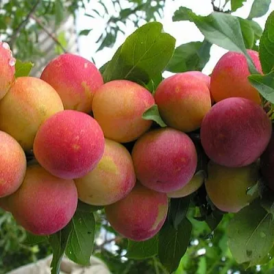 Слива СКОРОПЛОДНАЯ в Воронеже