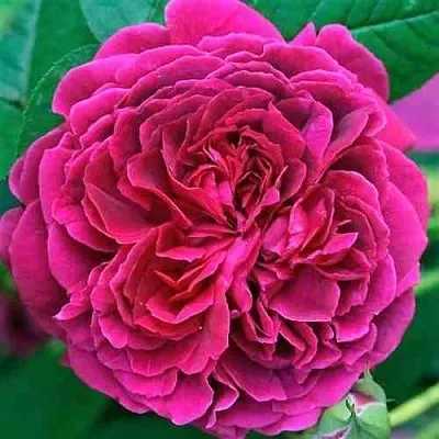 Саженцы роз ВИЛЬЯМ ШЕКСПИР английская  Саженцы роз ВИЛЬЯМ ШЕКСПИР английская в Воронеже