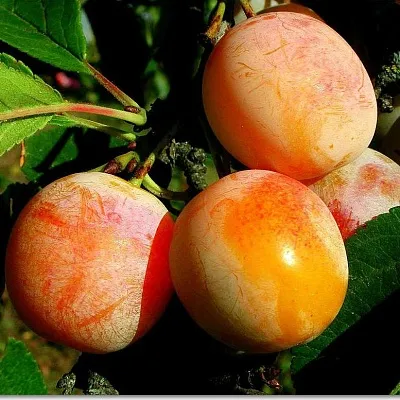 Ранняя в Воронеже