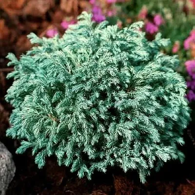 Кипарисовик БЕБИ БЛЮ горохоплодный  Кипарисовик БЕБИ БЛЮ горохоплодный в Воронеже