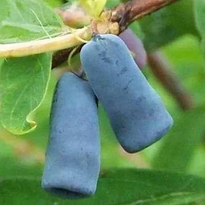 Жимолость съедобная ЗИНРИ в Воронеже