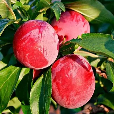 Красная в Воронеже