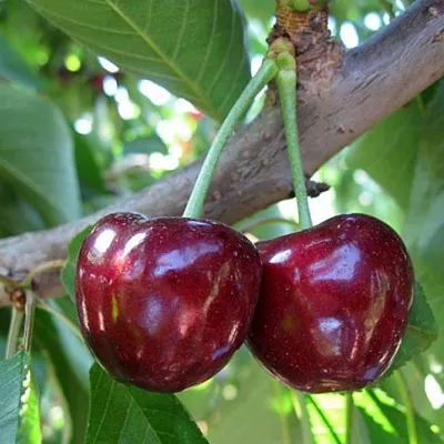 Черешня СЮБАРОВСКАЯ  Черешня СЮБАРОВСКАЯ в Воронеже