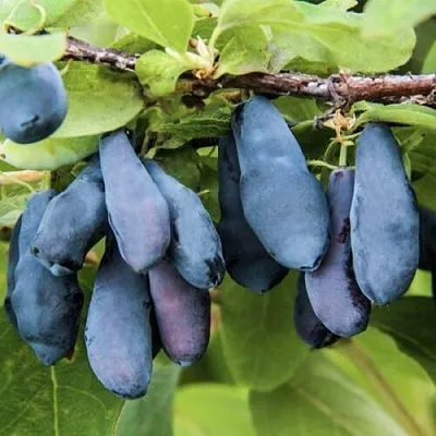 Жимолость съедобная СИБИРЯЧКА в Воронеже