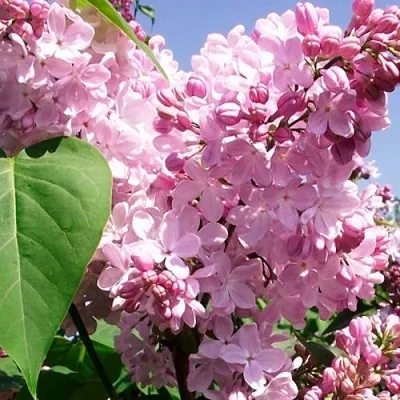 Сирень АДЕЛИНА  Сирень АДЕЛИНА в Воронеже