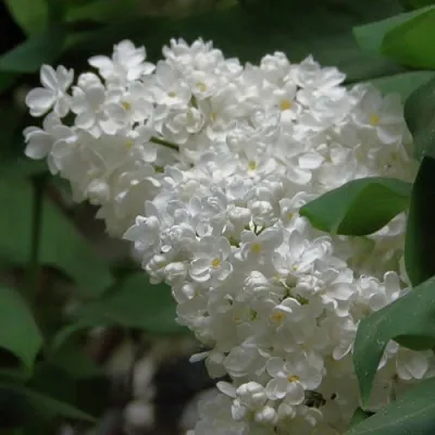 Сирень РУССКИЙ СЕВЕР  Сирень РУССКИЙ СЕВЕР в Воронеже