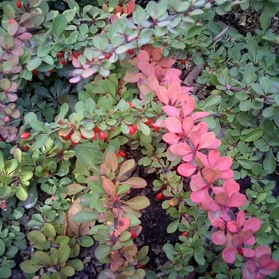 Барбарис ГРИН КАРПЕТ тунберга  Барбарис ГРИН КАРПЕТ тунберга в Воронеже