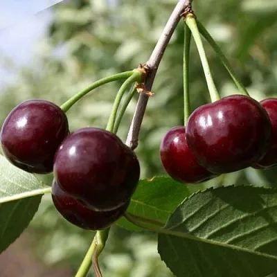 Вишня ЖАДАНА  Вишня ЖАДАНА в Воронеже