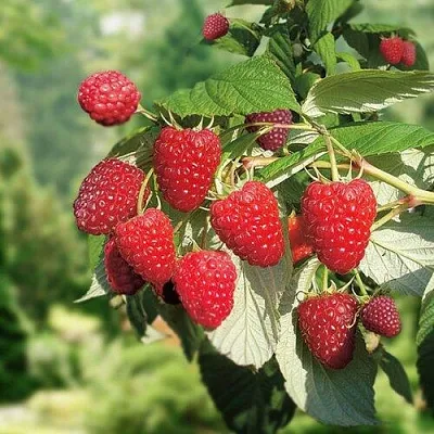 Малина РУБИФОЛ в Воронеже