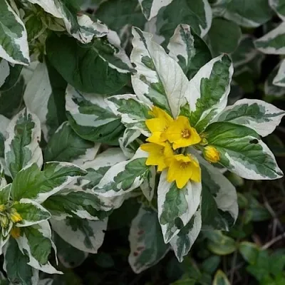 Вербейник АЛЕКСАНДР точечный  Вербейник АЛЕКСАНДР точечный в Воронеже
