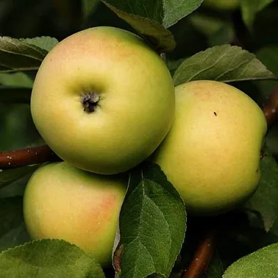 Яблоня ДАНИЛА в Воронеже